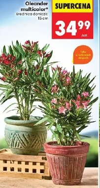 Oleander multicolor