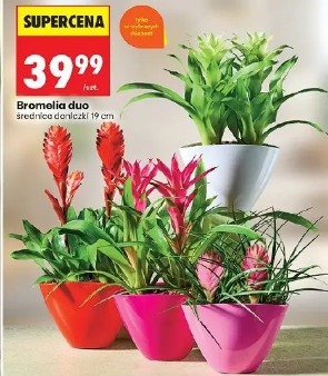 Bromelia duo