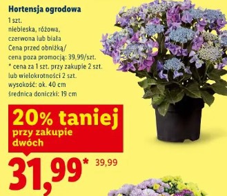 Hortensja ogrodowa