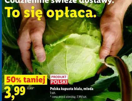 Polska kapusta biała, młoda