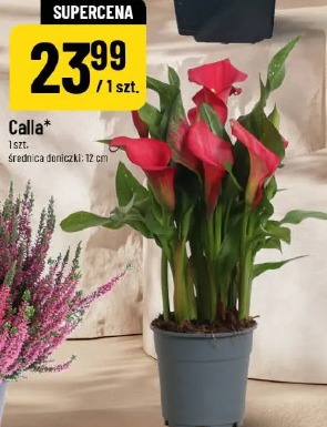 Calla