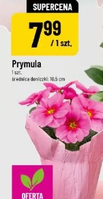 Prymula