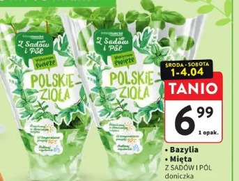 Polskie zioła bazylia Z Sadów i Pól doniczka