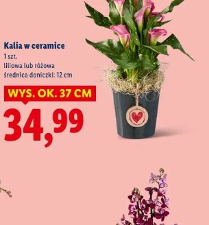 Kalia w ceramice