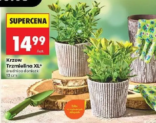 Krzew Trzmielina XL