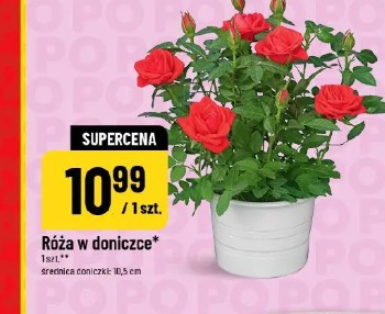 Róża w doniczce