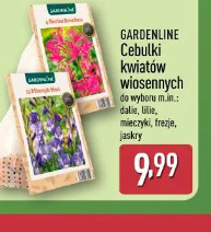 Gardenline Cebulki kwiatów wiosennych