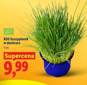 BIO Szczypiorek w doniczce