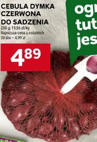 Cebula dymka czerwona do sadzenia