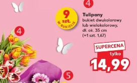 Tulipany bukiet dwukolorowy lub wielokolorowy