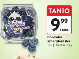 Borówka amerykańska