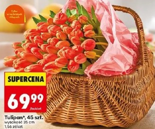 Tulipan, 45 szt.