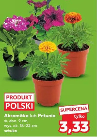 Aksamitka lub Petunia