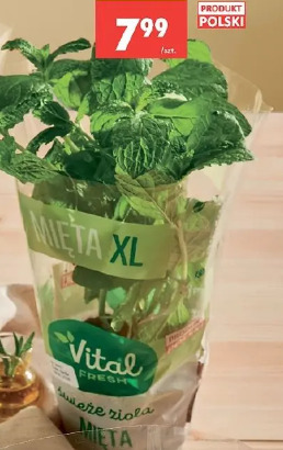 Mięta XL Vital Fresh
