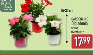 Gardenline Dipladenia