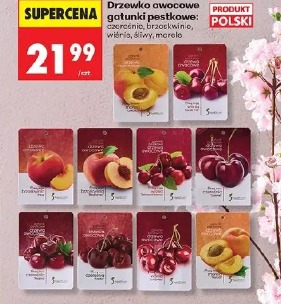 Drzewko owocowe gatunki pestkowe