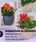 Kalanchoe w ceramice