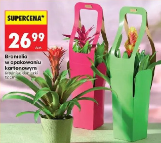Bromelia w opakowaniu kartonowym