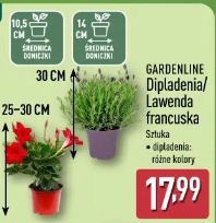 Gardenline Dipladenia/Lawenda francuska