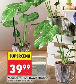 Monstera Thai Constellation