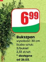Bukszpan