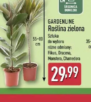 GARDENLINE Roślina zielona