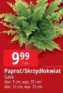 Paproć/Skrzydłokwiat Gasa