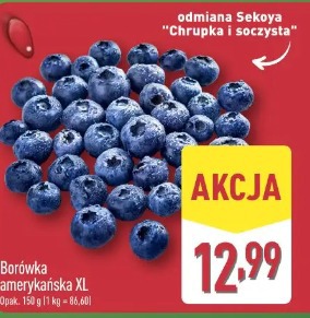 Borówka amerykańska XL