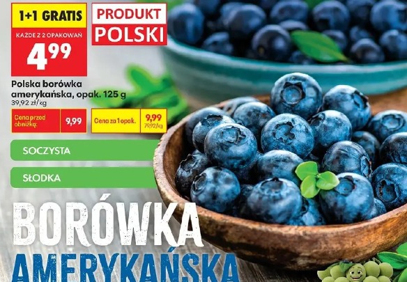 Polska borówka amerykańska