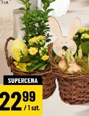 Mix z kalanchoe lub bukszpanem