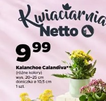 Kalanchoe Calandiva