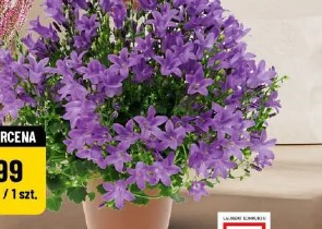 Campanula