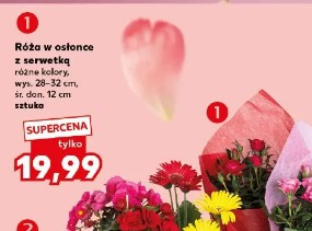 Róża w osłonce z serwetką
