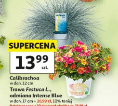 Calibrachoa