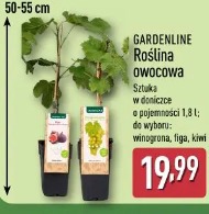 Gardenline Roślina owocowa