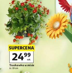 Truskawka w misie