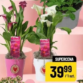 Kompozycja kwiatowa w drewnie