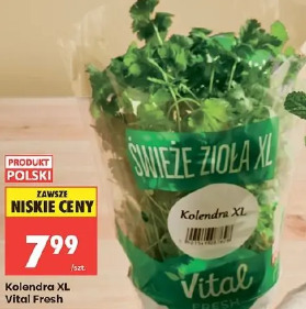 Kolendra XL Vital Fresh