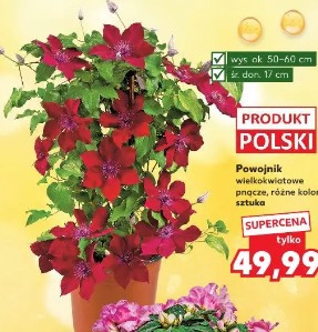 Powojnik wielkokwiatowe pnącze, różne kolory