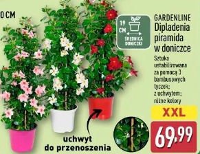 Gardenline Dipladenia piramida w doniczce