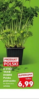 K-Stąd Takie Dobre Polska pietruszka w doniczce
