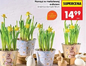 Narcyz w metalowej osłonce