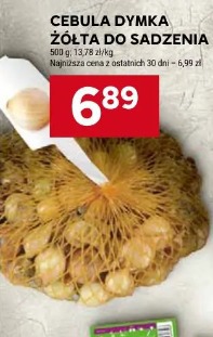 Cebula dymka żółta do sadzenia