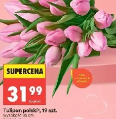 Tulipan polski