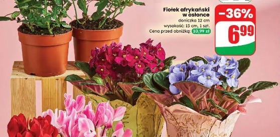 Fiołek afrykański w osłonce