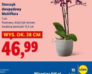 Storczyk dwupędowy Multiflora
