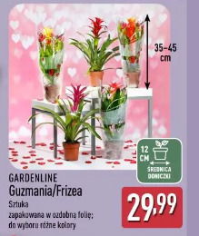 Gardenline Guzmania/Frizea