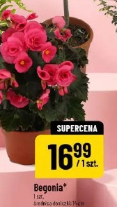 Begonia