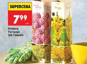 Krzewy Forsycja lub Tawuła