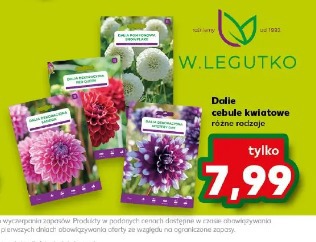 W.Legutko Dalie cebule kwiatowe